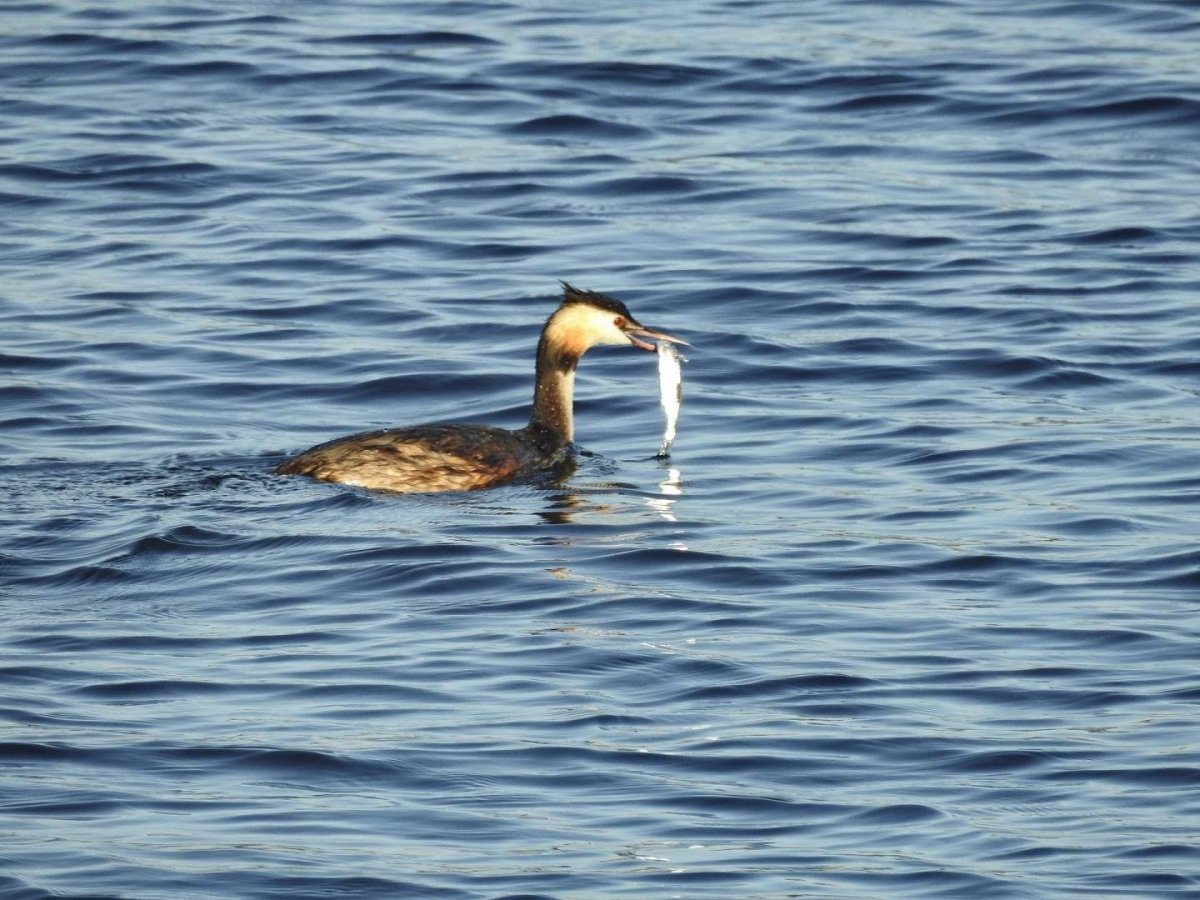 Водоплавающие птицы черного моря