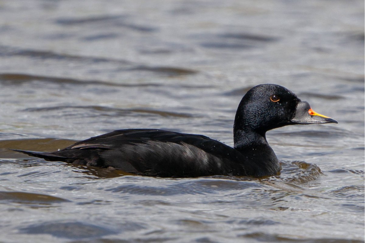 Сибирская Гага, Синьга, морской песочник, азиатский Бекас.