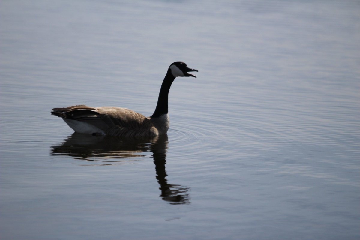 Водоплавающие птицы Танганьики