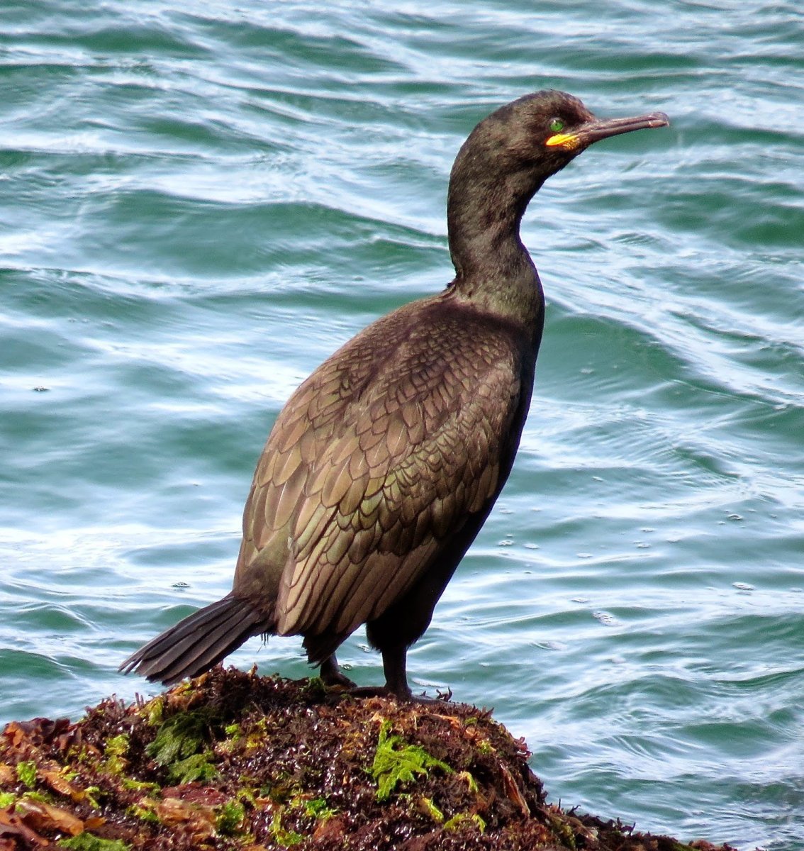 Баклан Черноморский птица белый