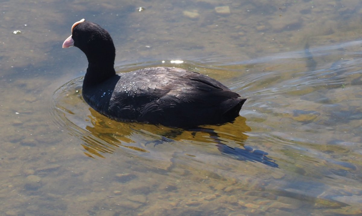 Птица из Мерковых лысуха