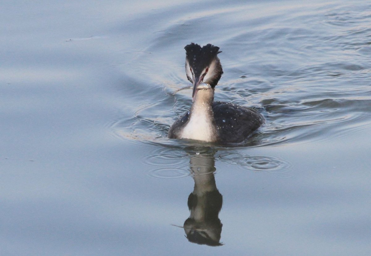 Водоплавающие птицы черного моря Геленджик