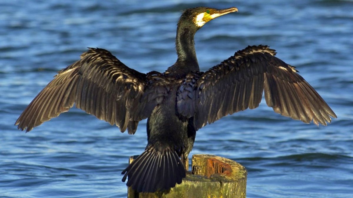 Баклан Балтийский птица