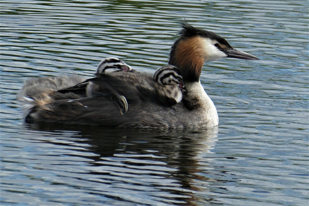 Чомга Черноморская