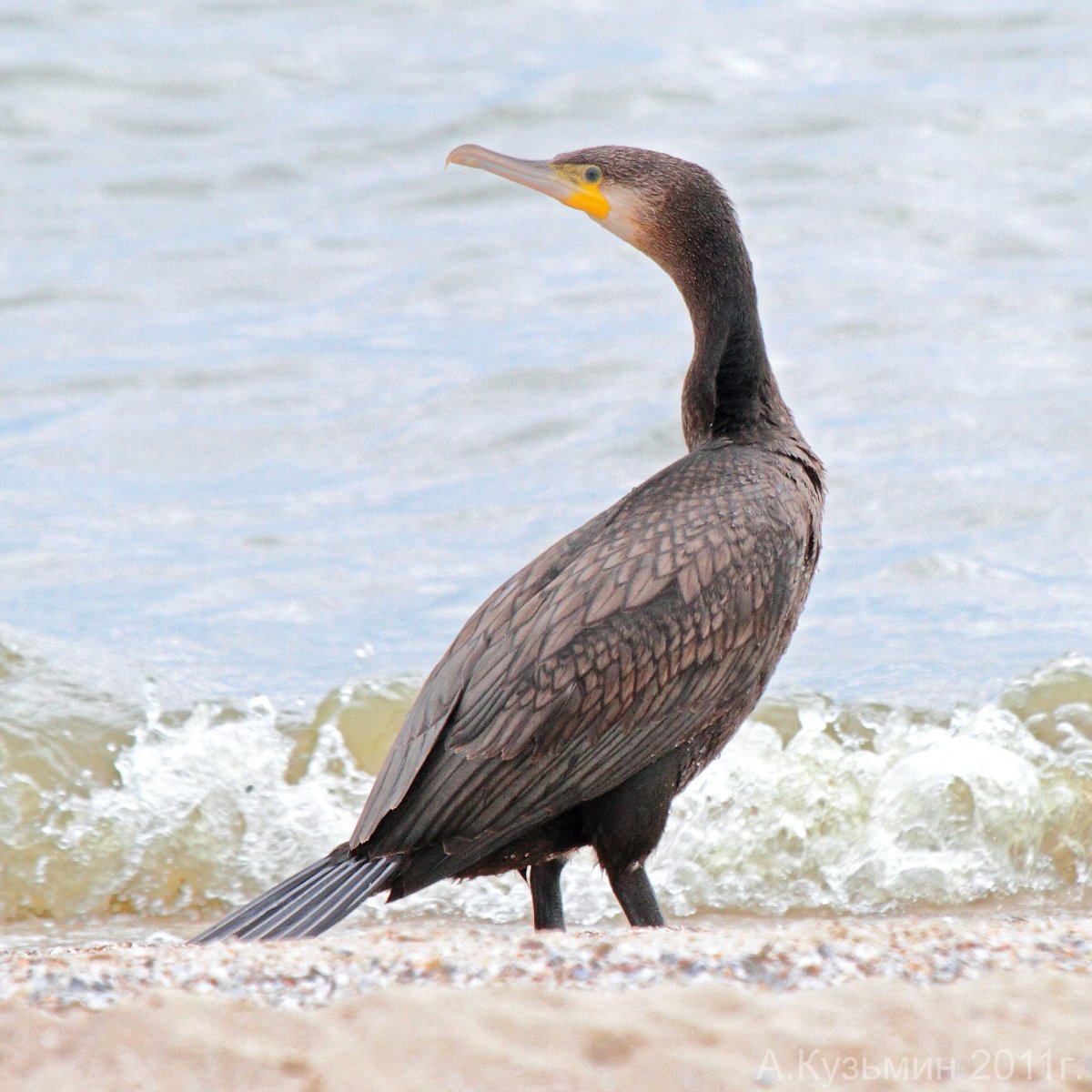 Баклан Черноморский птица белый