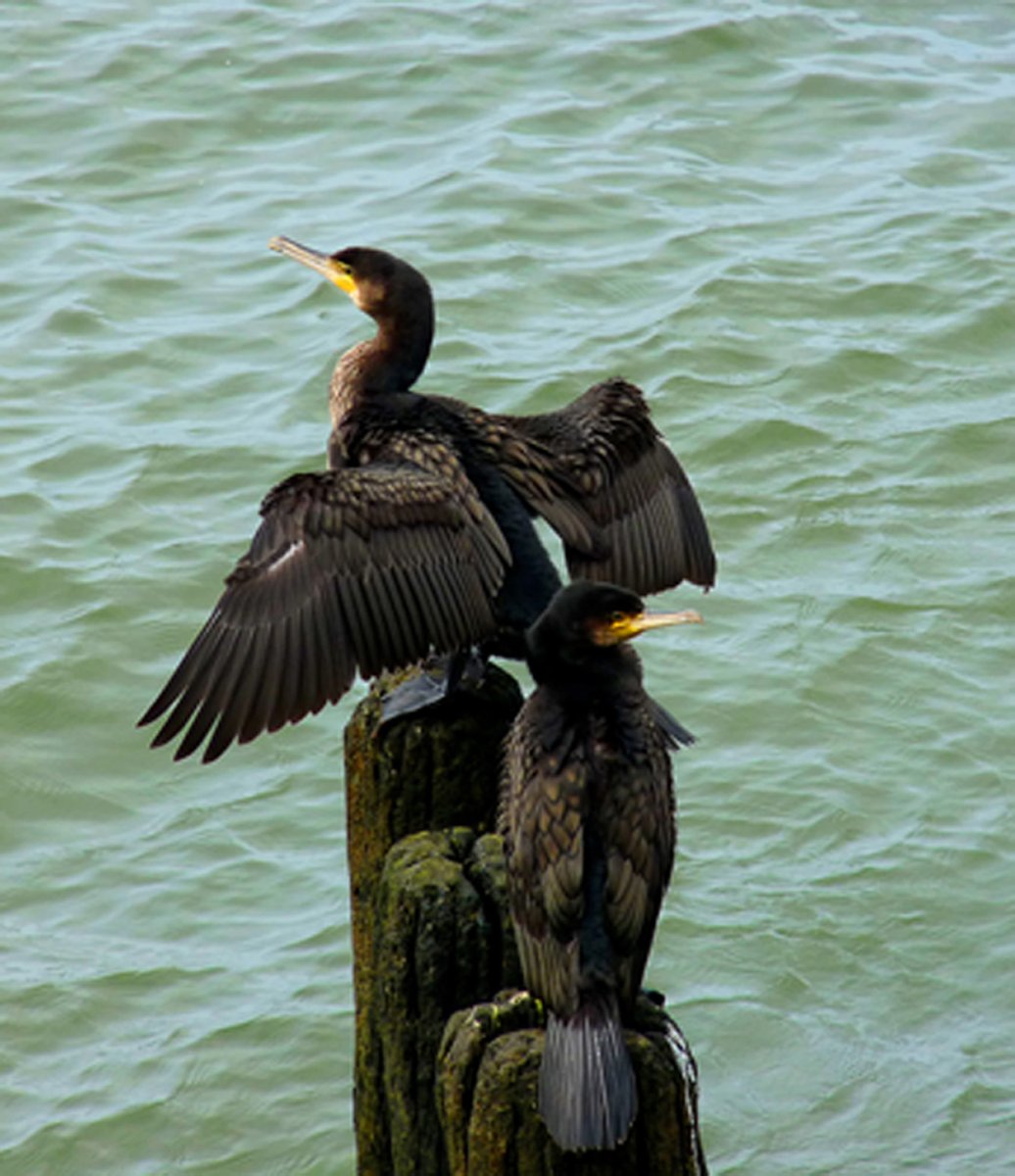Баклан Балтийский птица