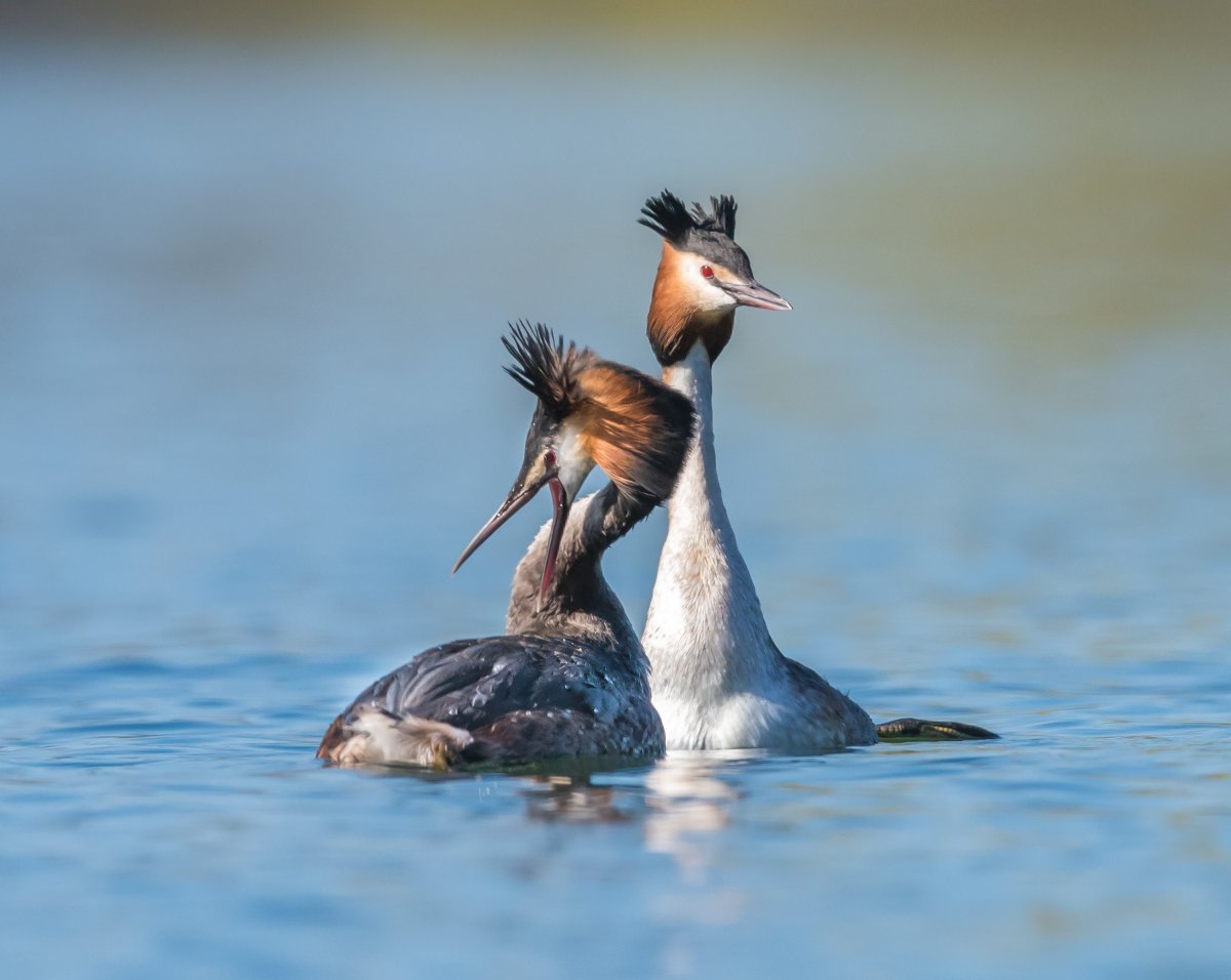 Хохлатая водоплавающая птица