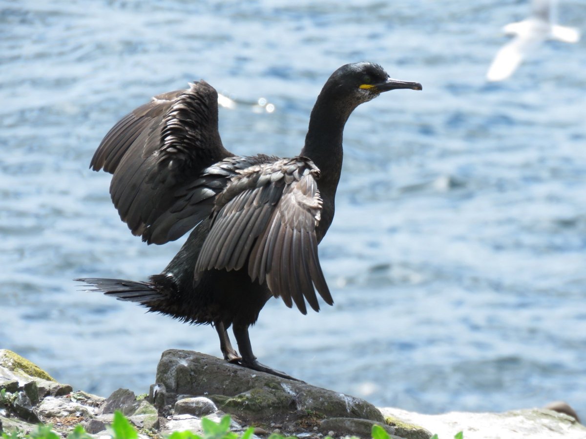 Хохлатый Баклан Черноморский
