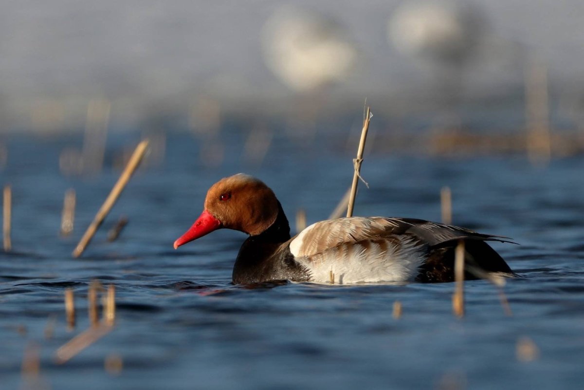 Утка красноносый нырок