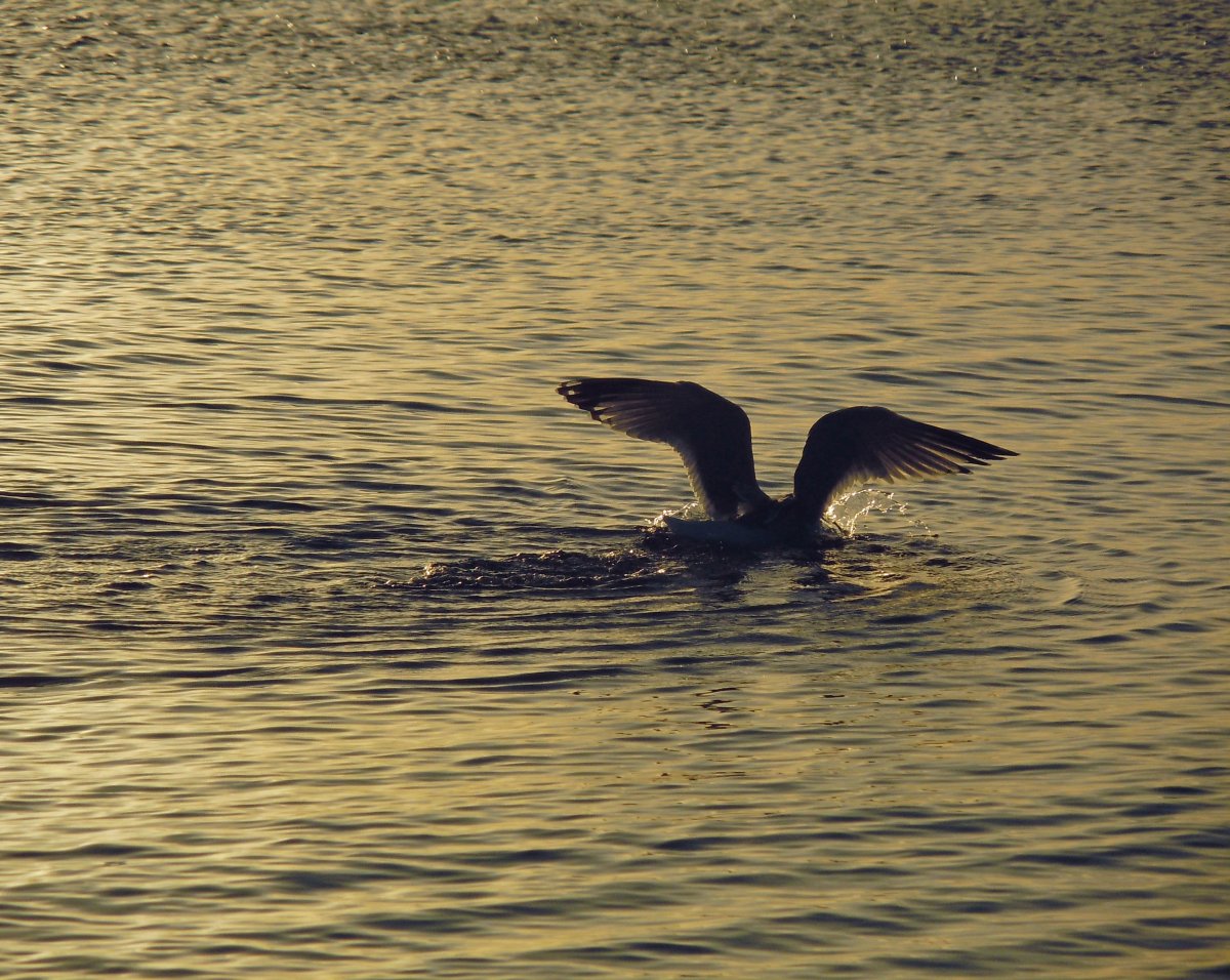 Птицы на Азовском море водоплавающие