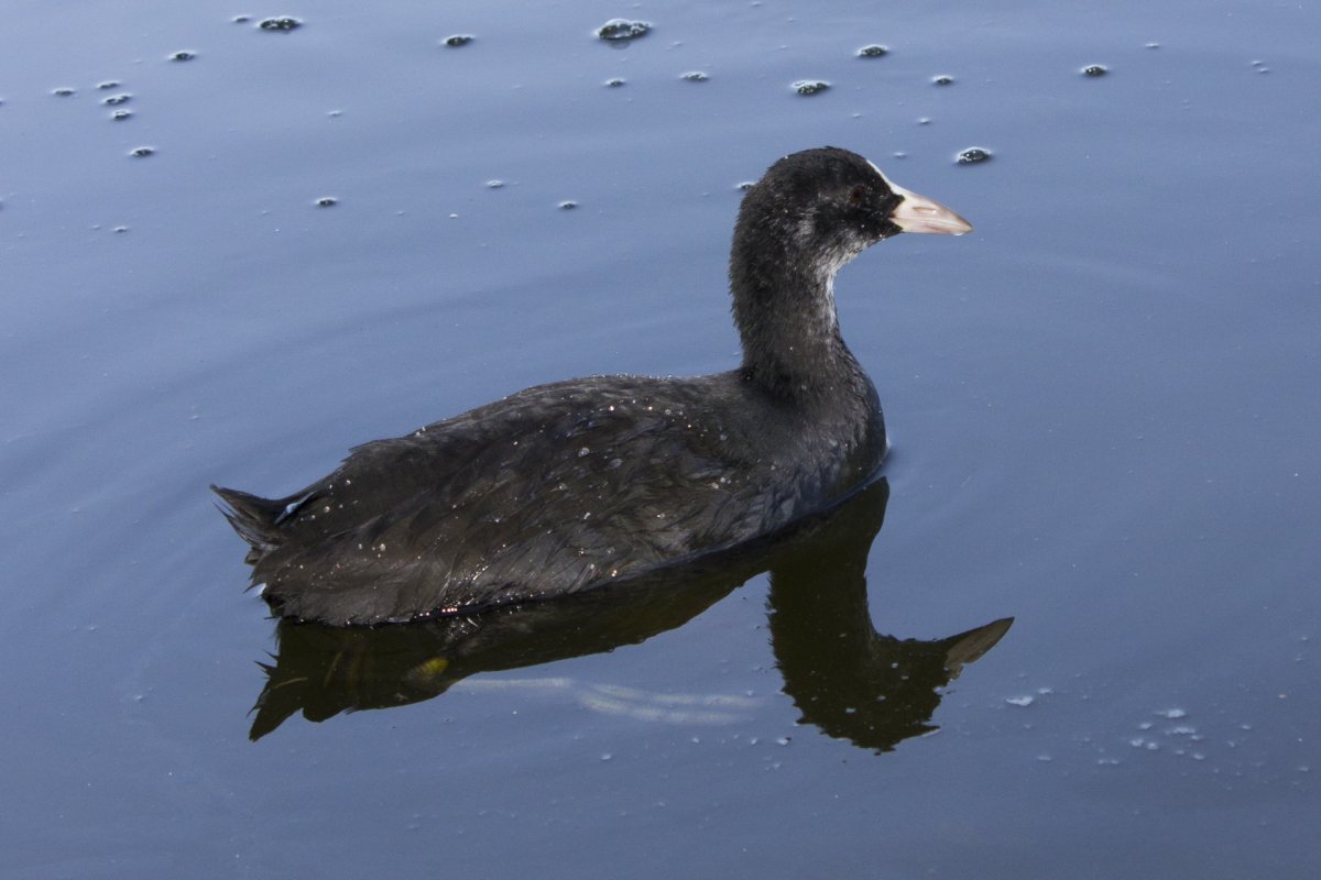 Нырок остроклювый