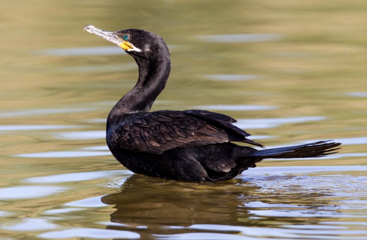 Черная водоплавающая птица с желтым клювом