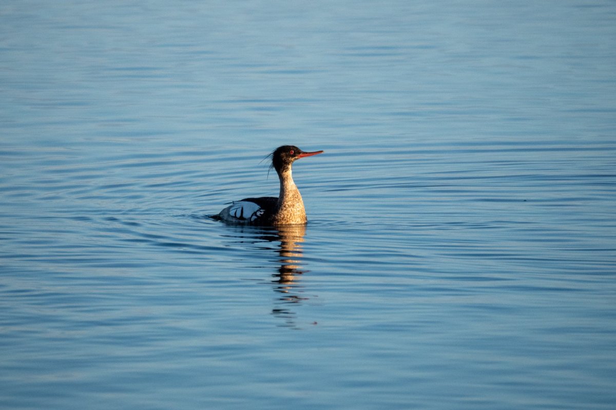 Крохаль финский залив