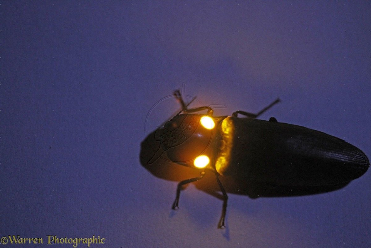 Огненосные щелкуны