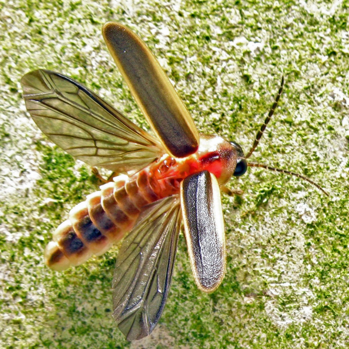 Светлячок насекомое