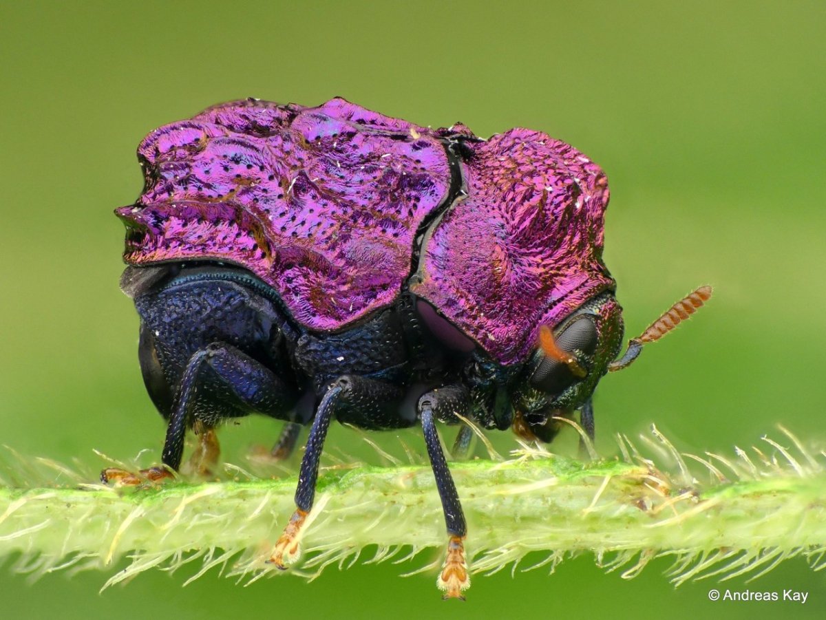 Chlamisus laticollis жуки листоеды