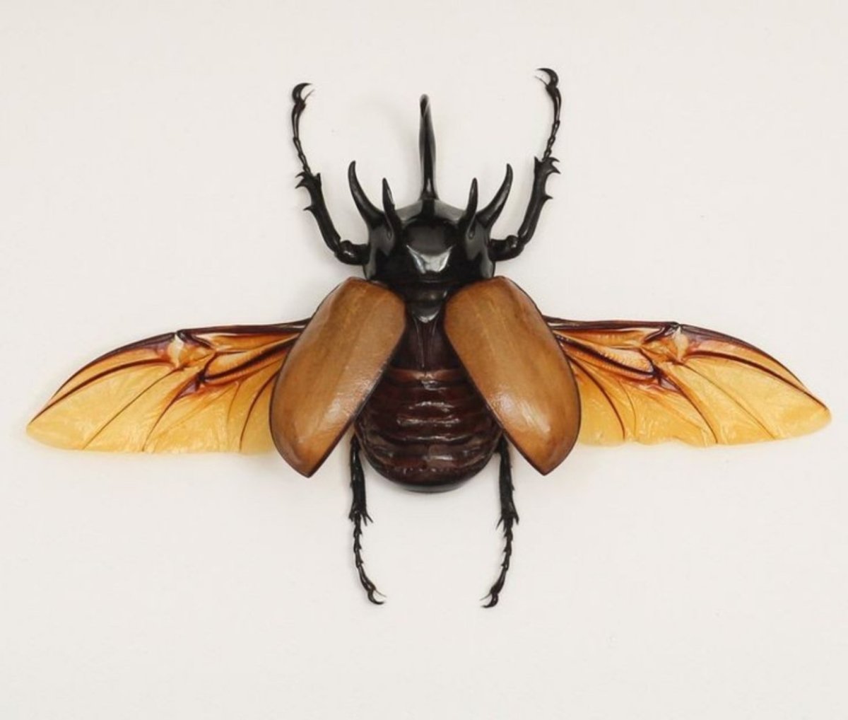 Жуки скарабеи Майский Жук