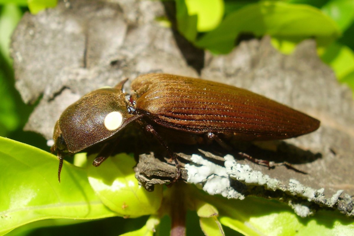 Пирофоры жуки