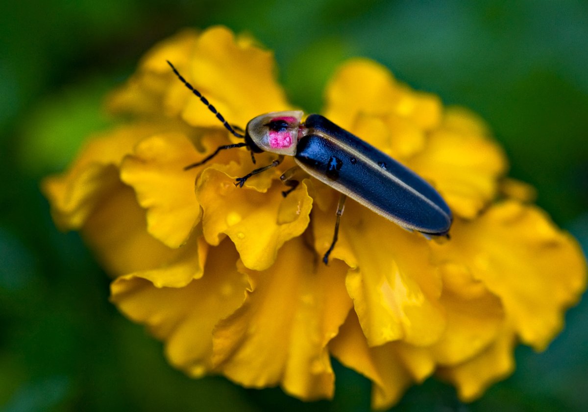 Светлячок жучок