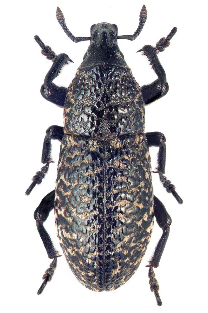 Определитель Жуков-Долгоносиков