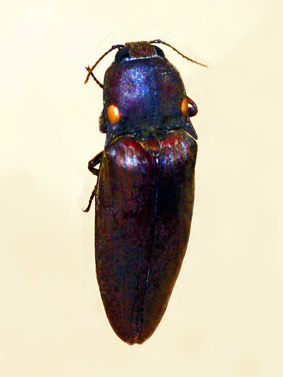 Pyrophorus noctilucus