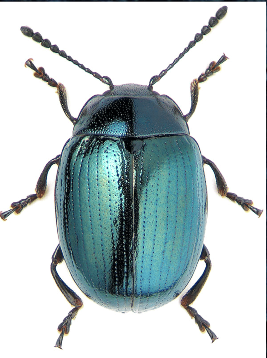Жук Buprestidae