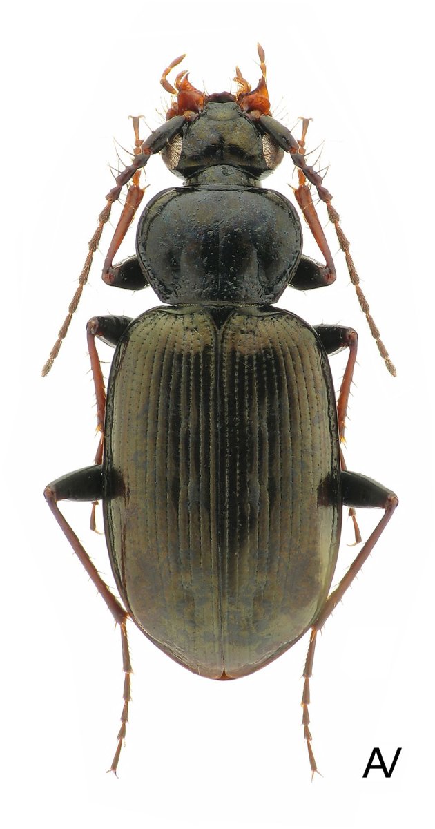 Жук Harpalus calceatus