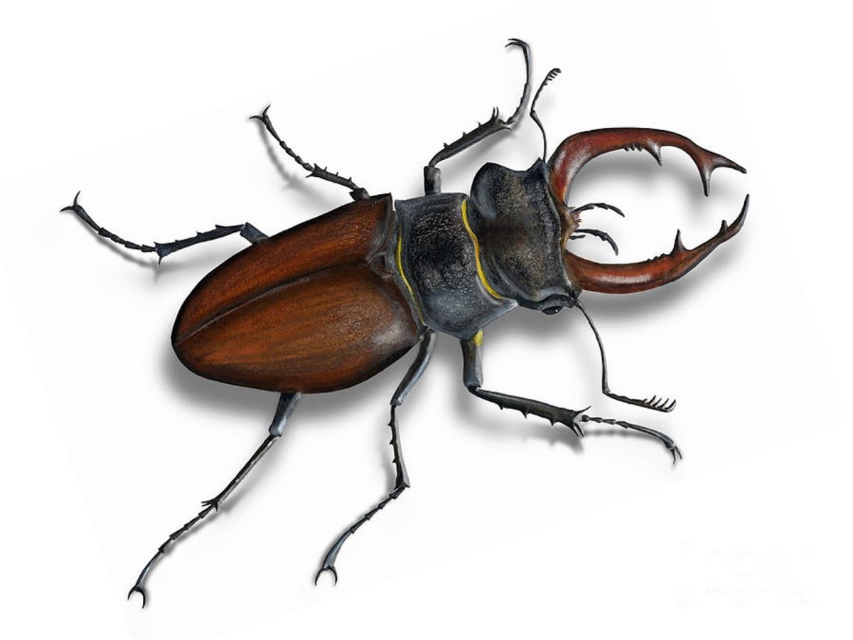 Жук Рогач иллюстрация