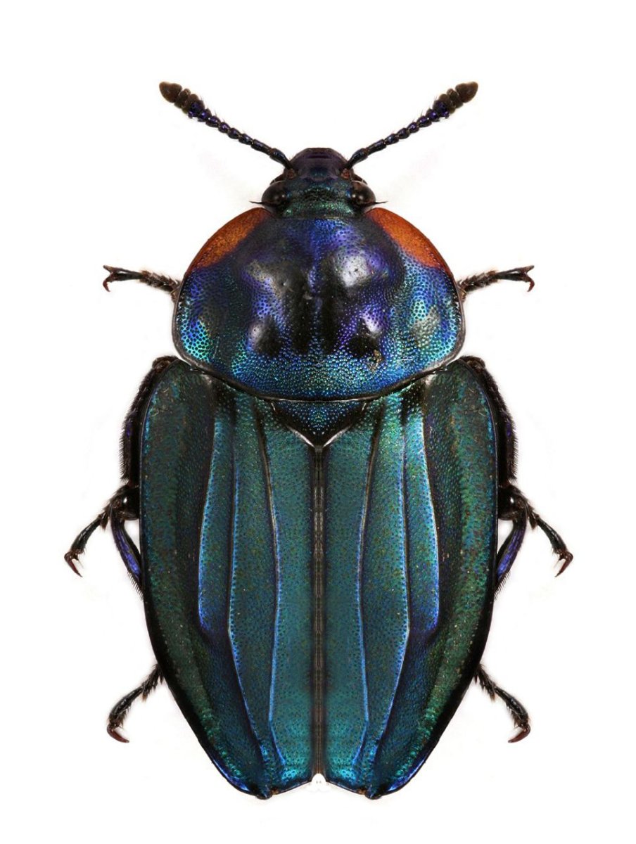 Майский Жук