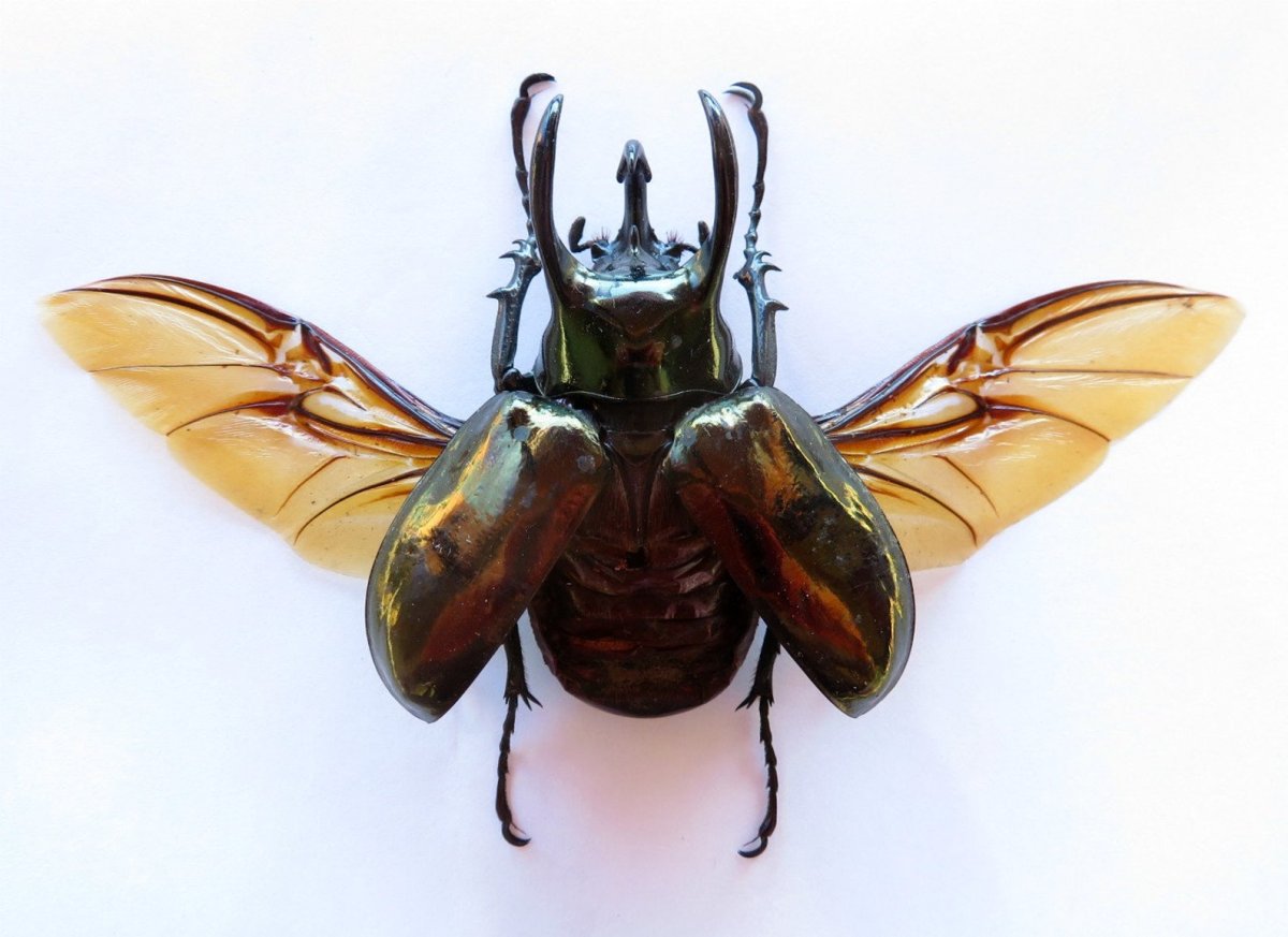 Жук скарабей с крыльями