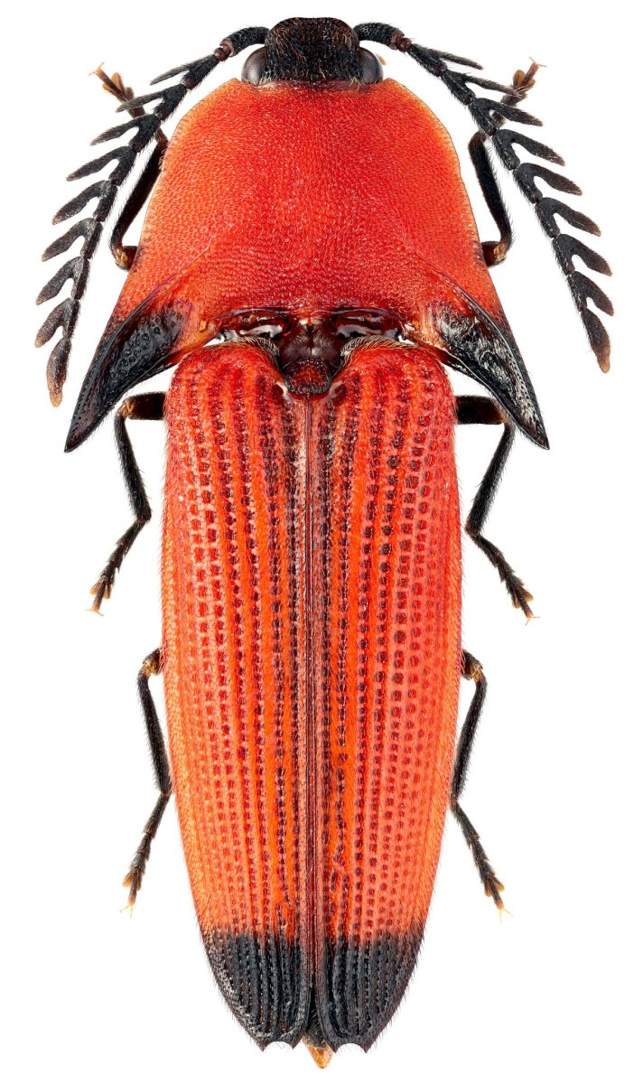 Жуки насекомые