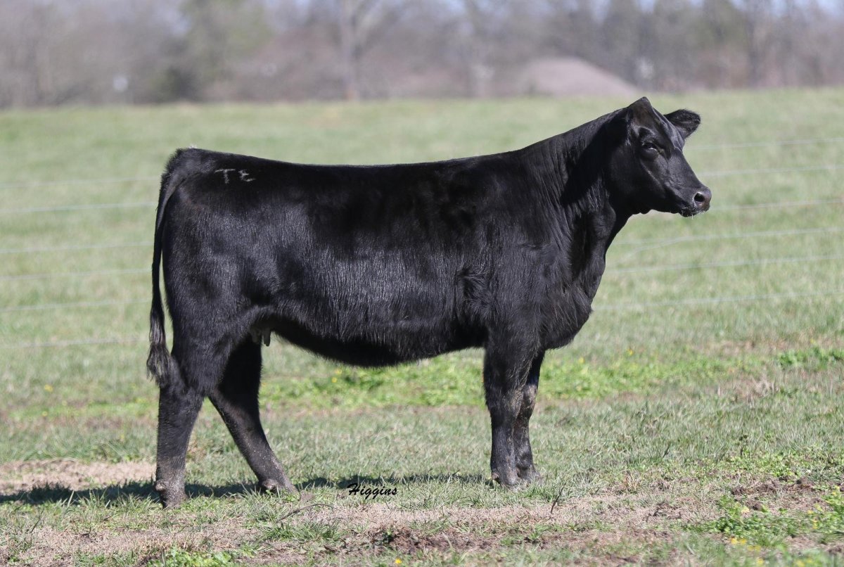 Порода коров черного цвета