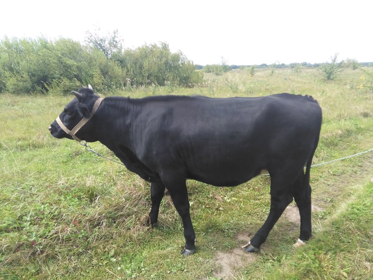 Порода черный Гоштин ангуст