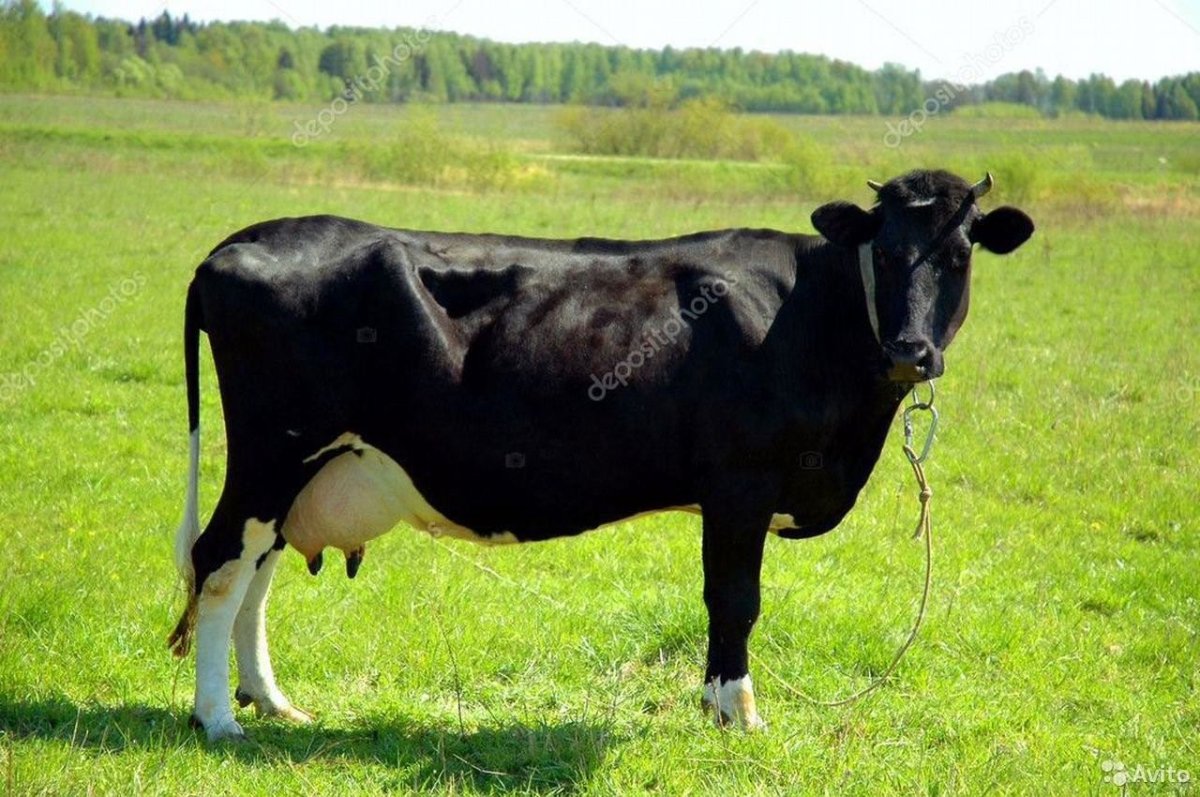 Черная корова с белыми ногами