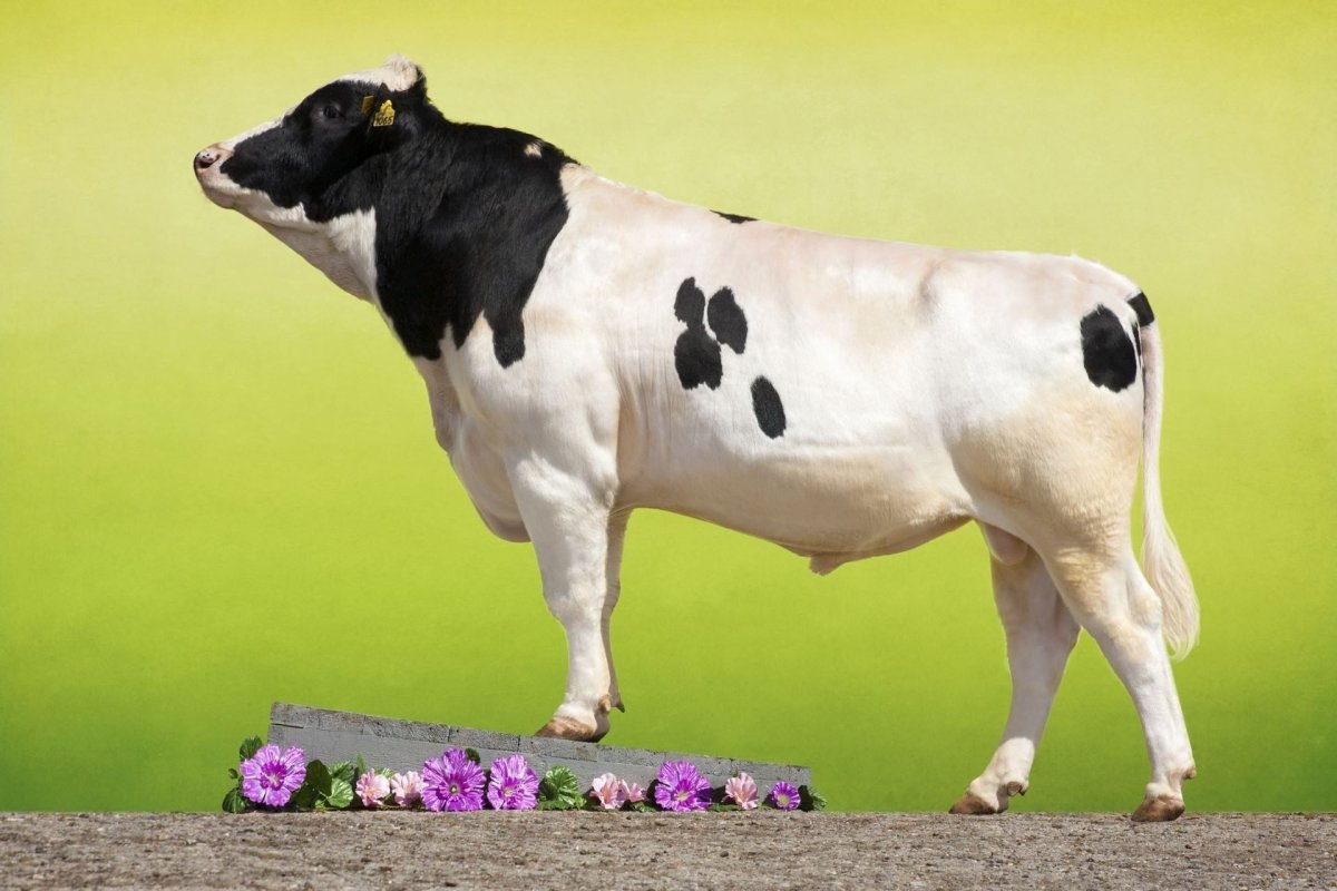 Голштинская черно пестрая бык