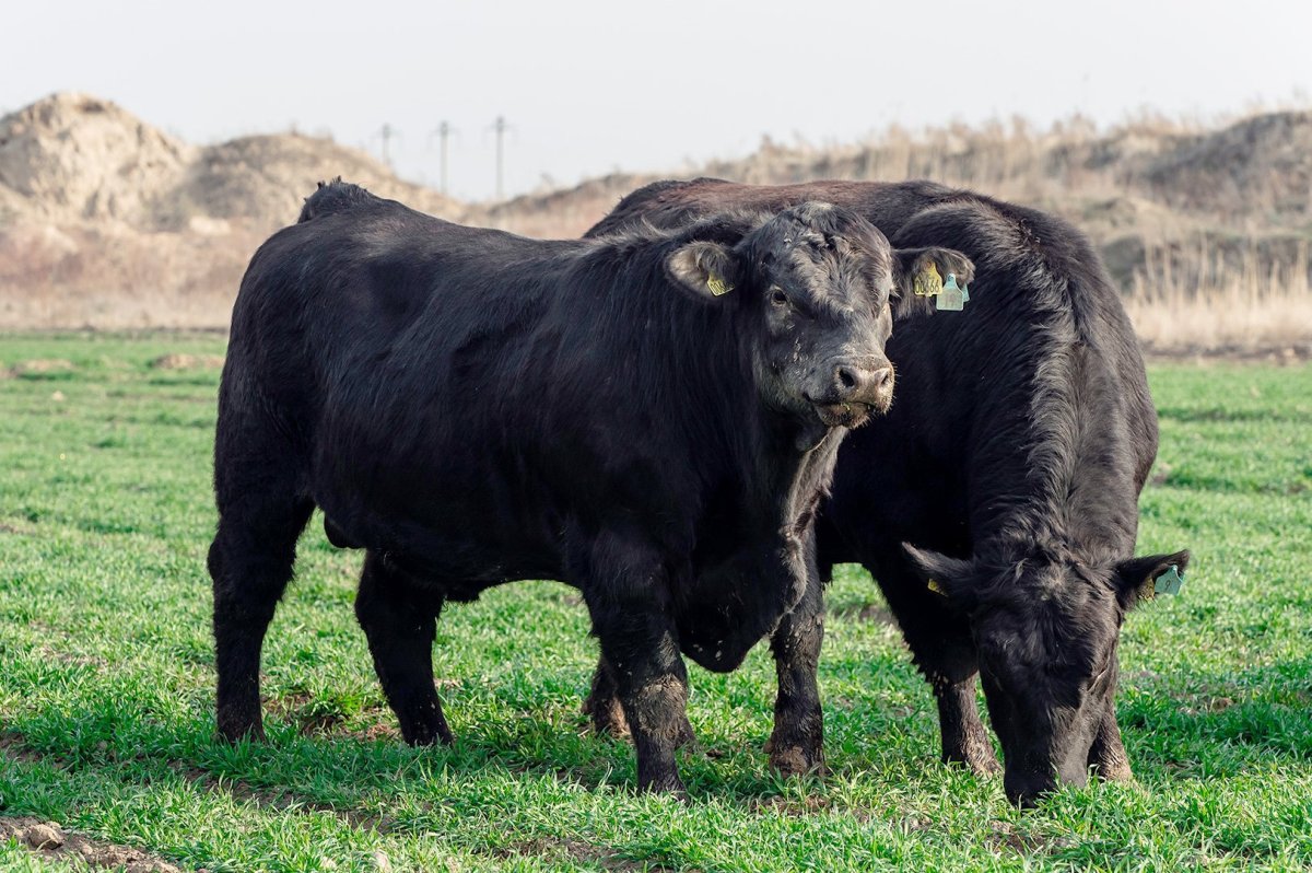 Бык "Абердин-Ангус"