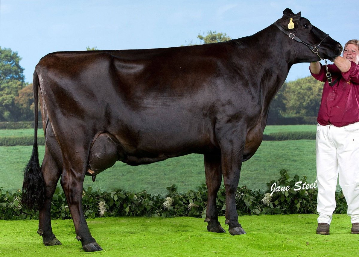 Шортгорнская порода