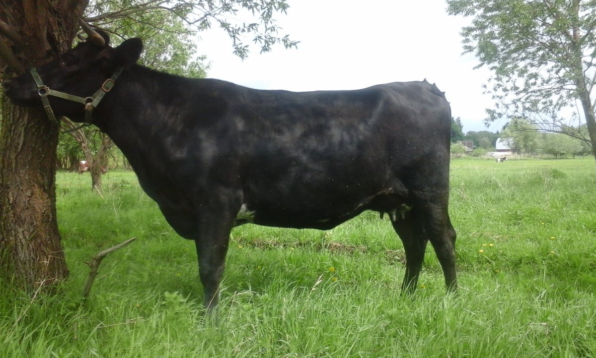 Джерсейская порода черная