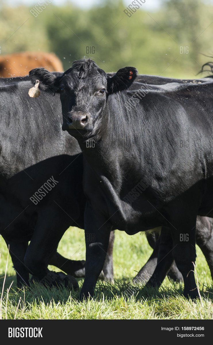Стадо Блэк Ангус