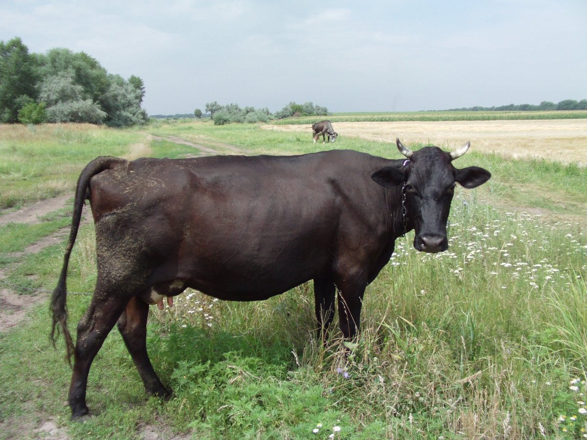 Корова черной масти