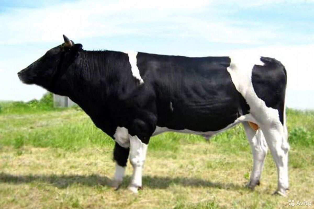 Порода Бычков голштины