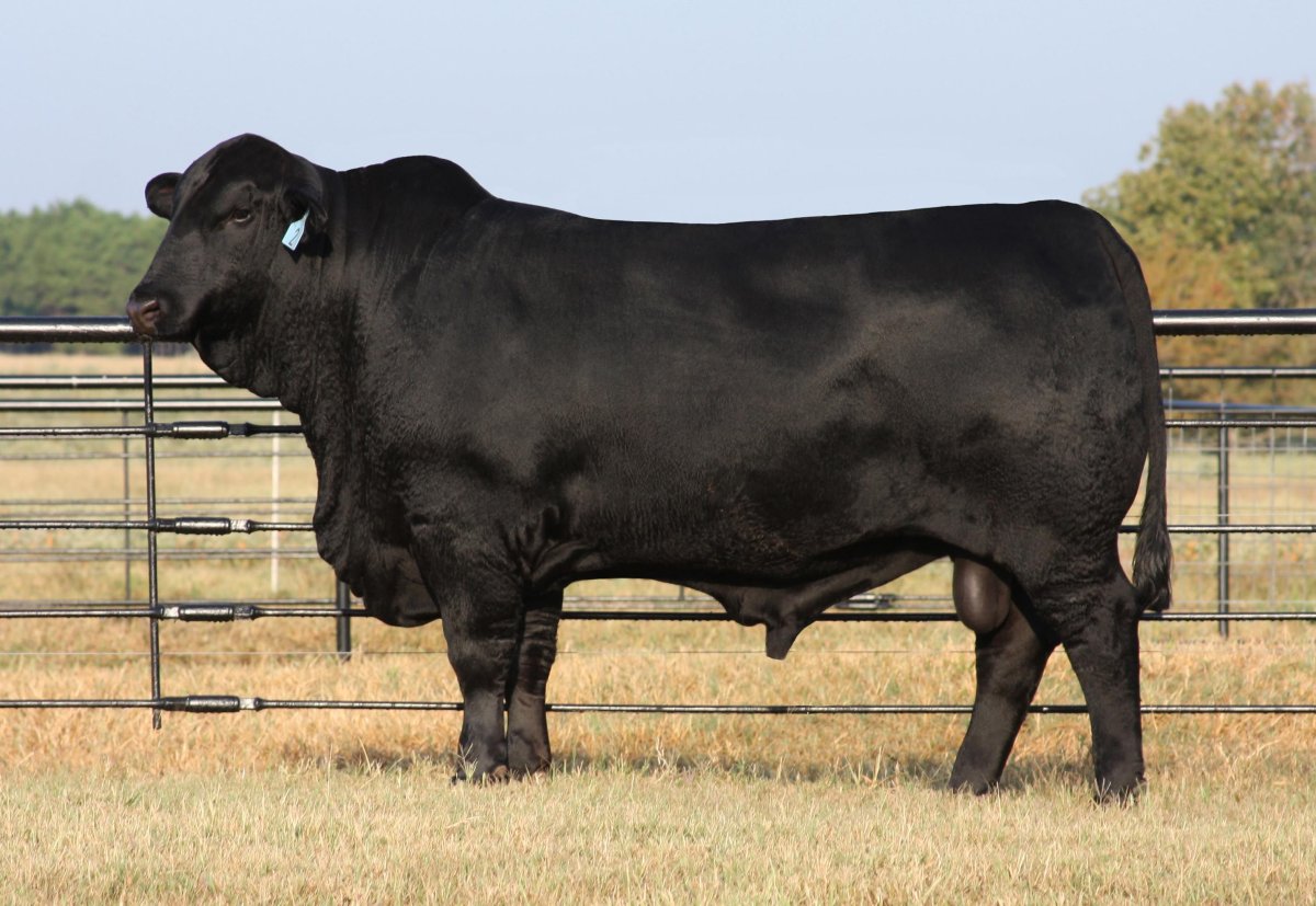 Блэк Ангус порода