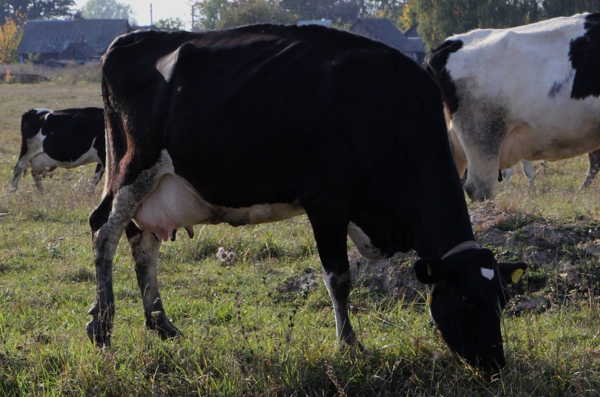 Голштинская черно пестрая порода коров