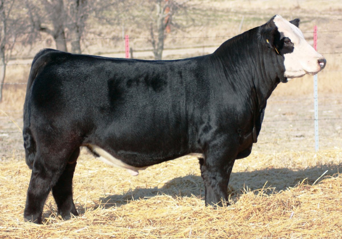 Порода Быков Герефорд Абердин