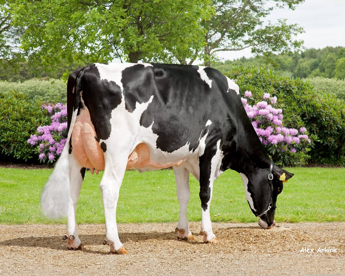 Голштино-Фризская корова