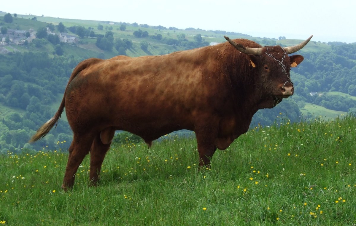 Порода Быков салерс