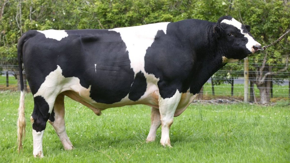 Порода голштино бык