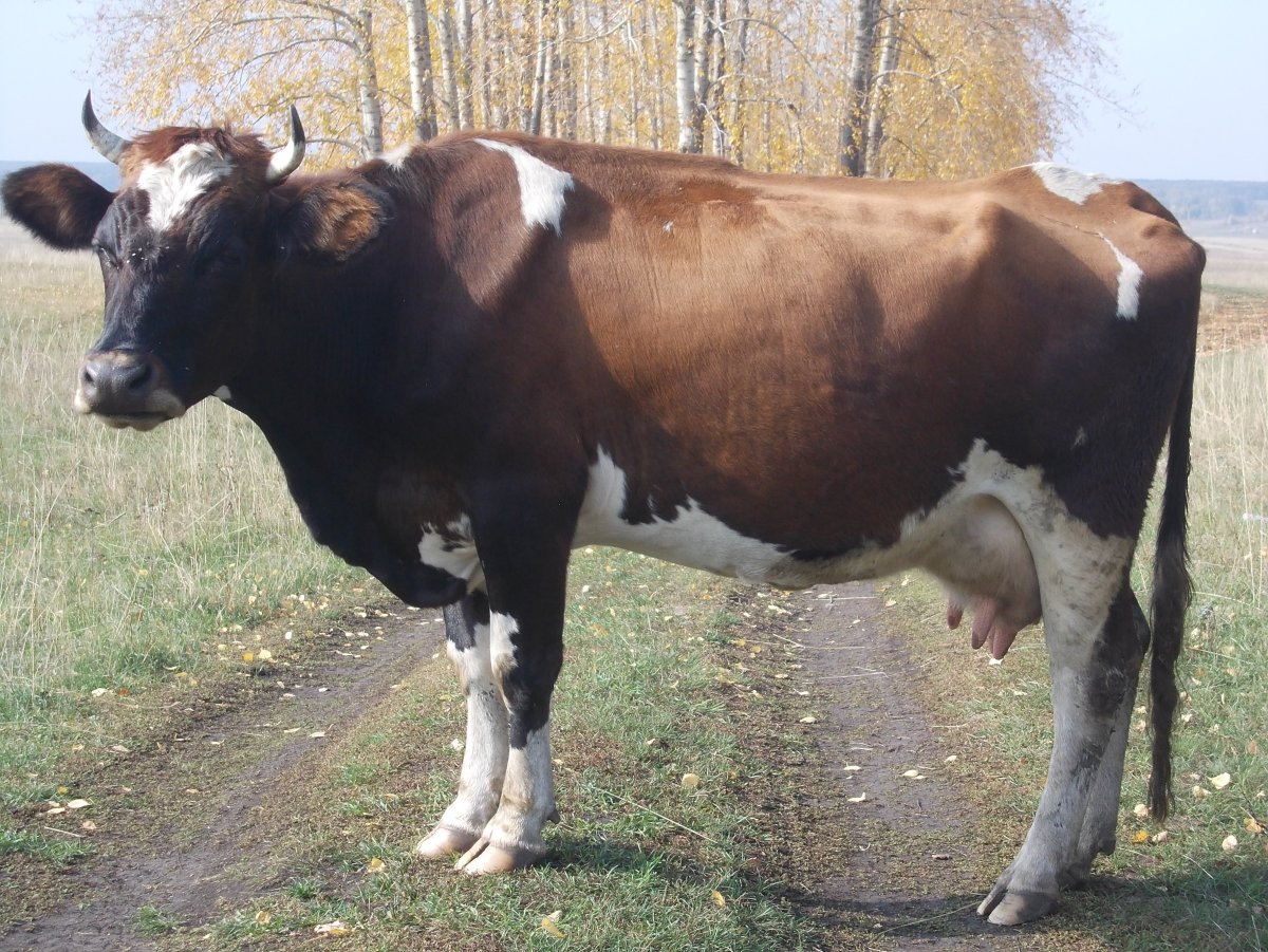 Красно пестрая порода коров