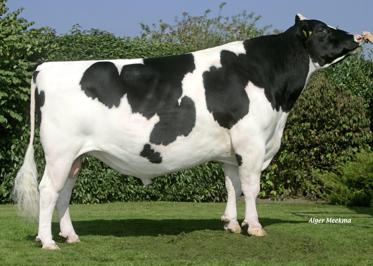 Голштинская порода Быков