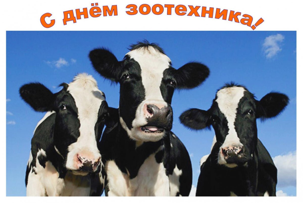 Черно пестрая корова